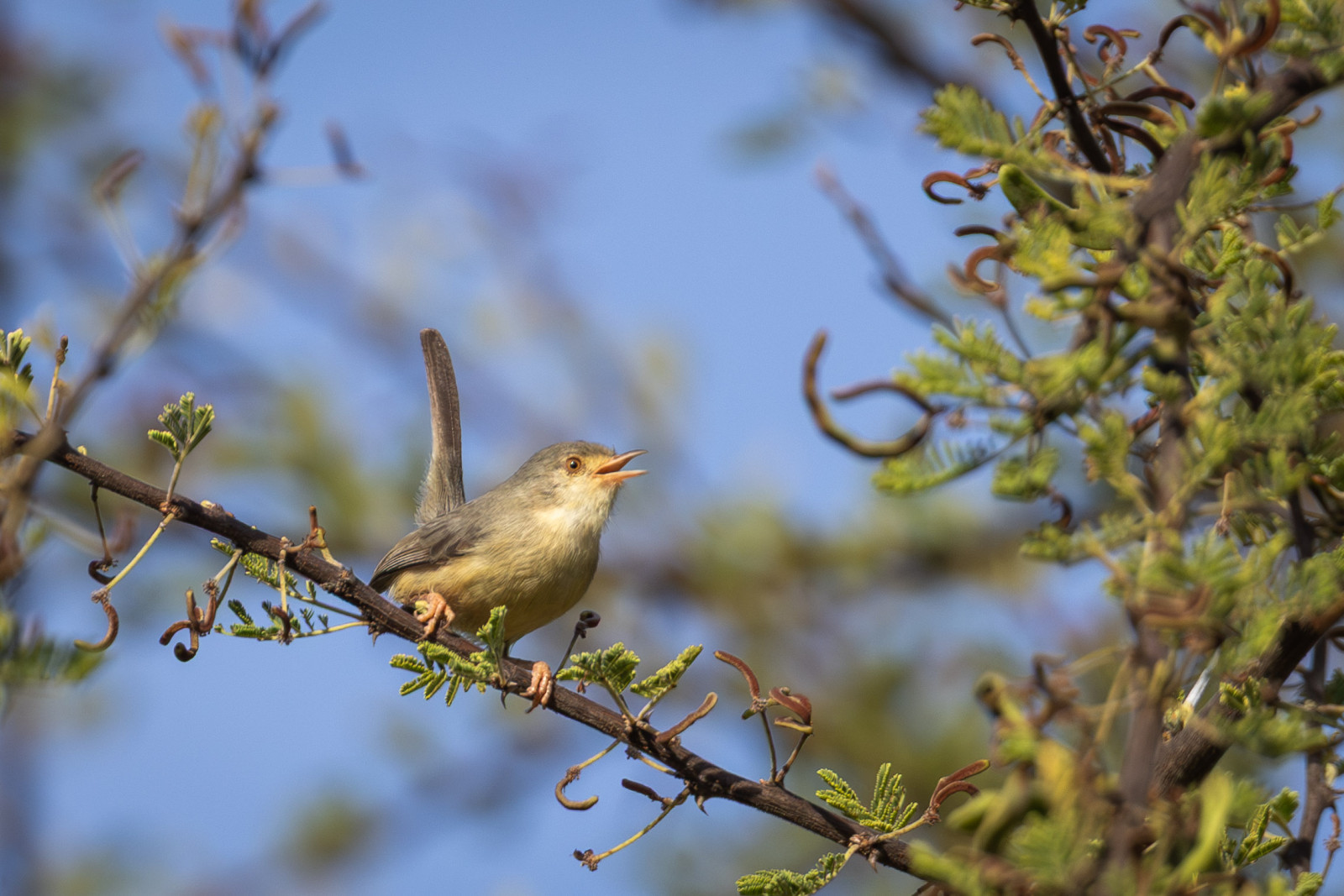 image Buff-bellied Warbler
